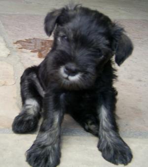 MiniatureschnauzerPups